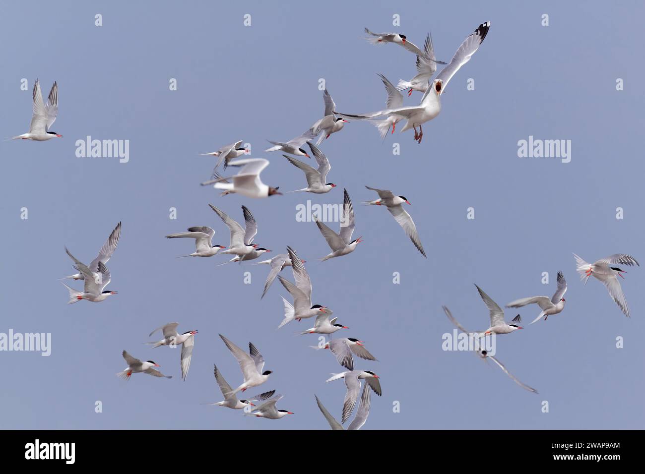 Common Tern (Sterna hirundo), joint predation defence in the colony