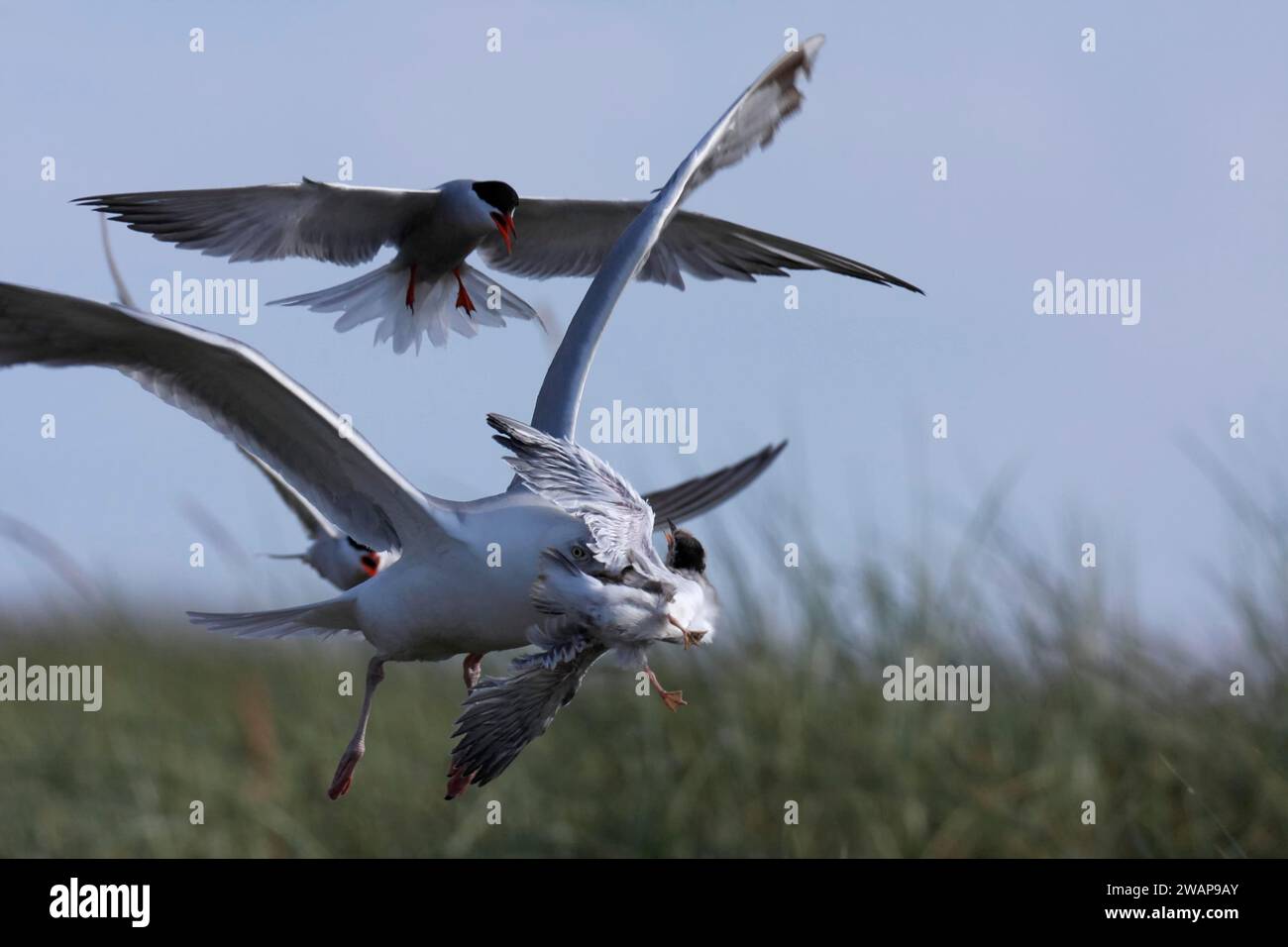 Common Tern (Sterna hirundo), joint predation defence in the colony