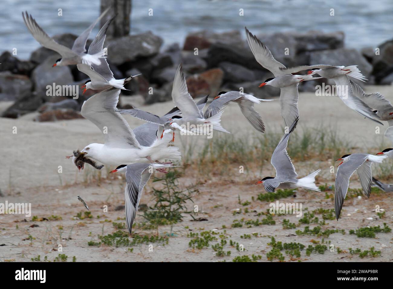 Common Tern (Sterna hirundo), joint predation defence in the colony
