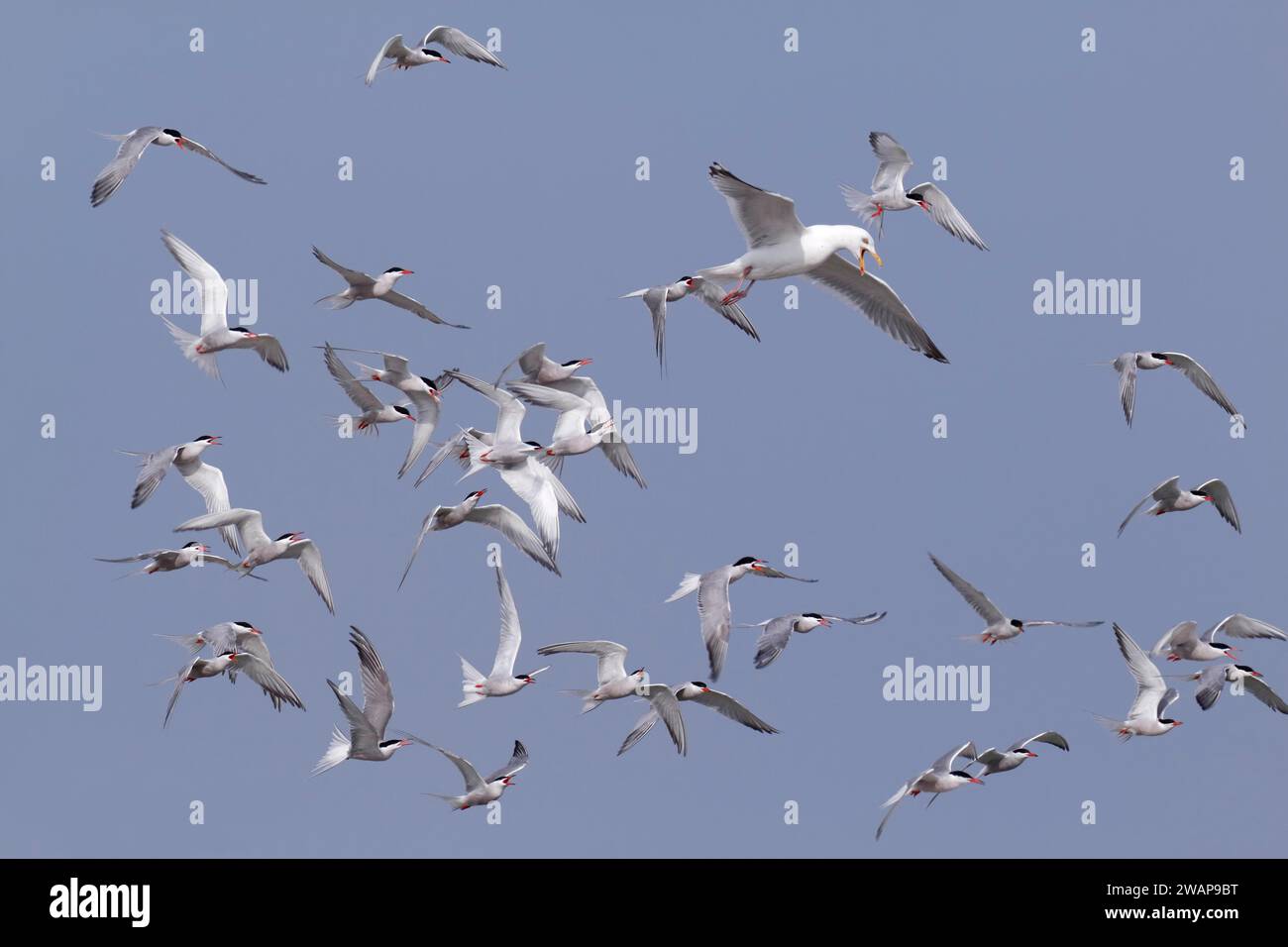 Common Tern (Sterna hirundo), joint predation defence in the colony