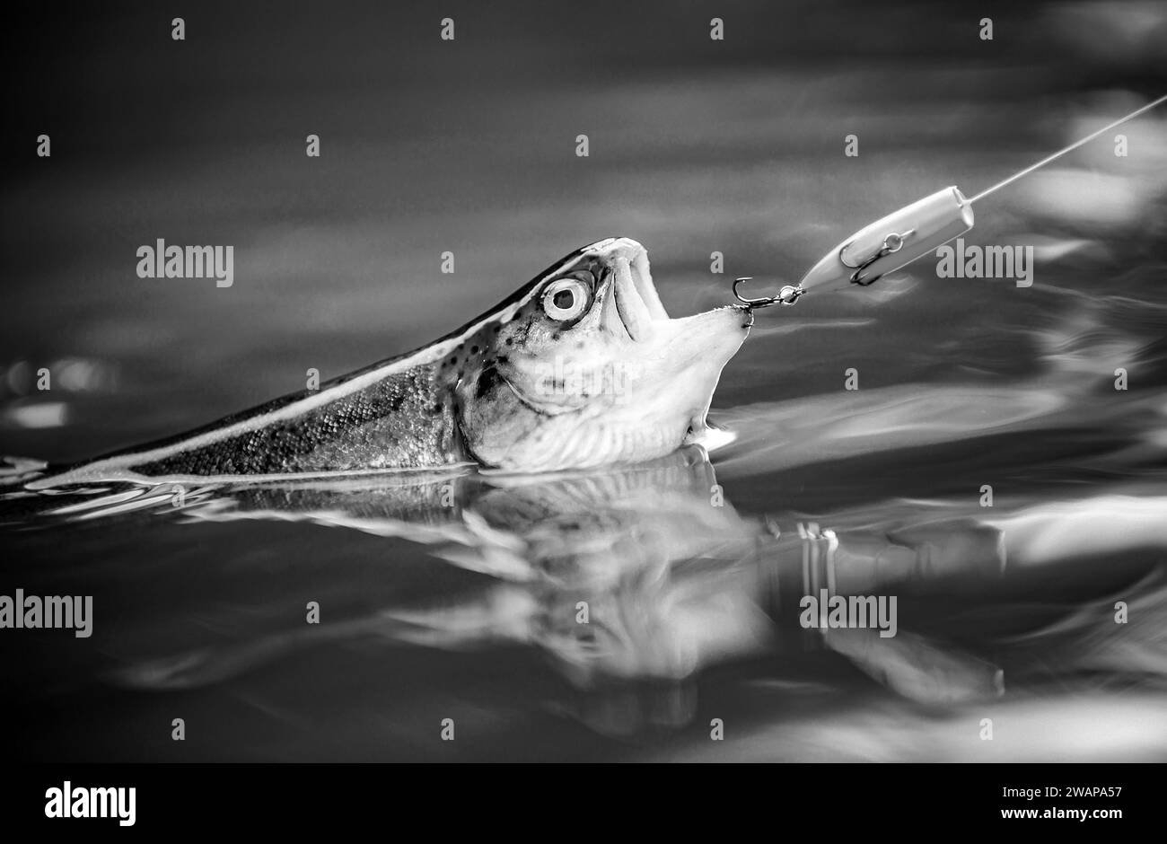 https://c8.alamy.com/comp/2WAPA57/steelhead-rainbow-trout-fly-fishing-for-trout-brown-trout-being-caught-in-fishing-net-2WAPA57.jpg