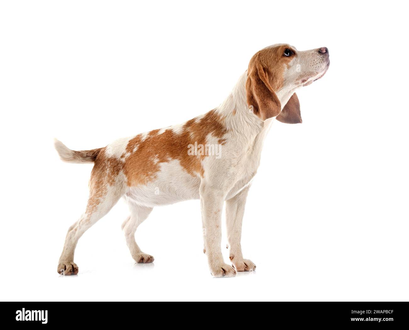 young beagle in front of white background Stock Photo - Alamy