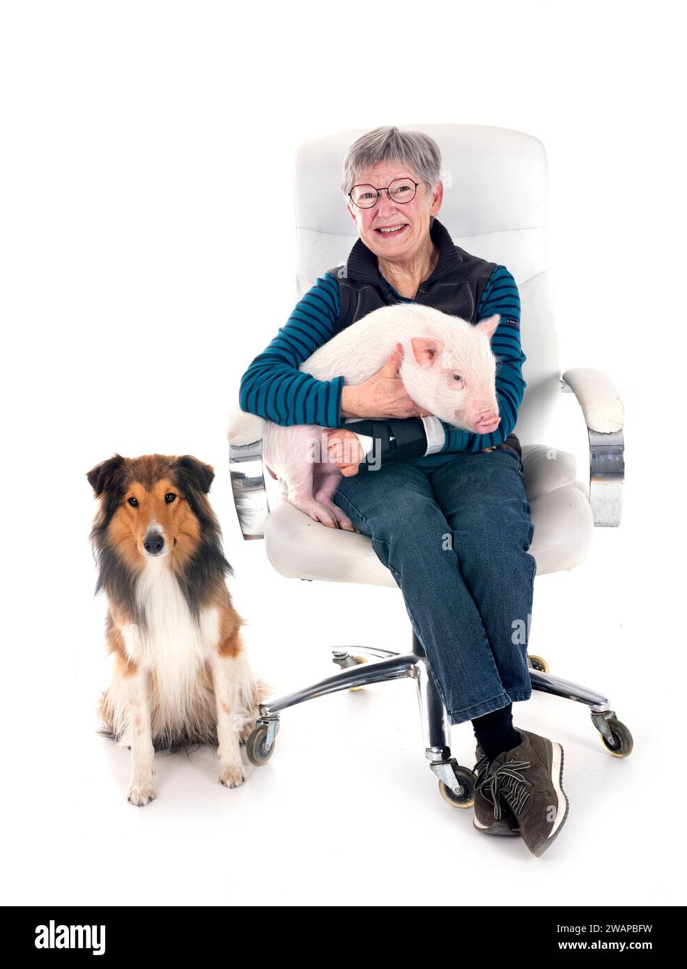 Shetland Sheepdog, pig and woman in front of white background Stock Photo