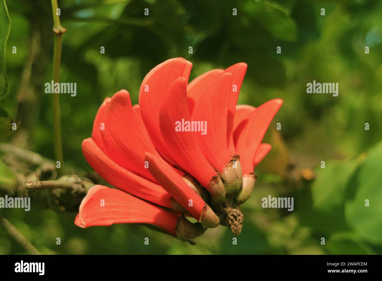 Vivid orange tree coral hi-res stock photography and images - Alamy