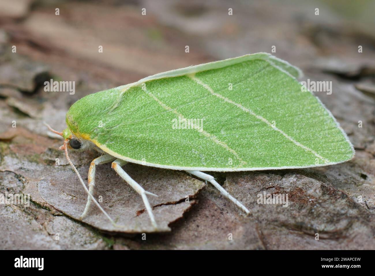 Detailed closeup of the colorful green Scarce Silver-lines owlet moth. Bena bicolorana sitting on wood Stock Photo