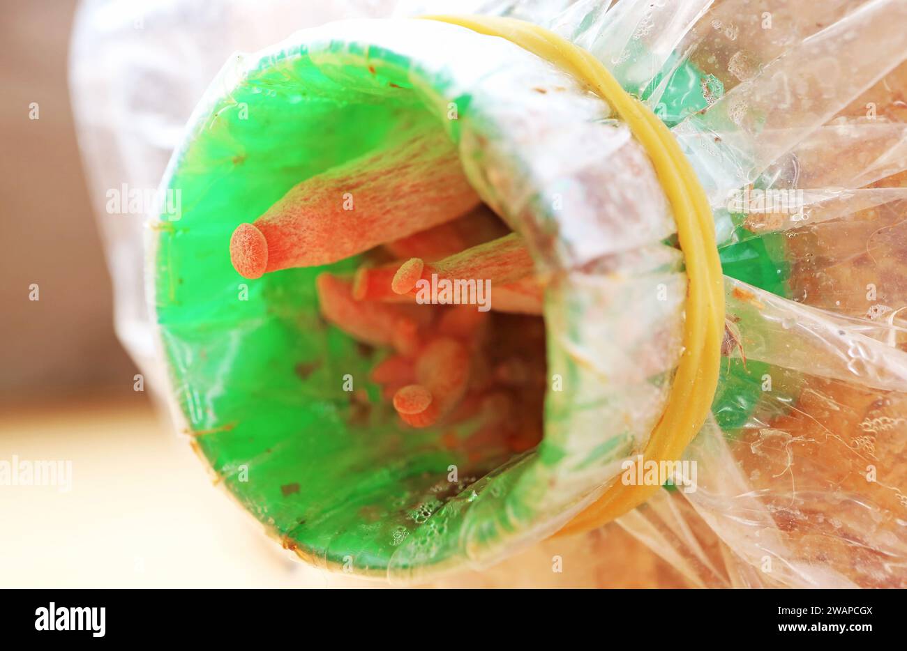 Tiny Baby Pink Oyster Mushrooms Growing Out of Spawn Bag in the First
