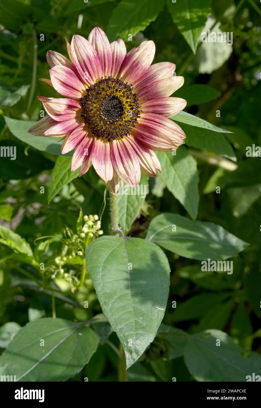 red sunflower resp.Helianthus annuus in Rhineland,Germanxy Stock Photo