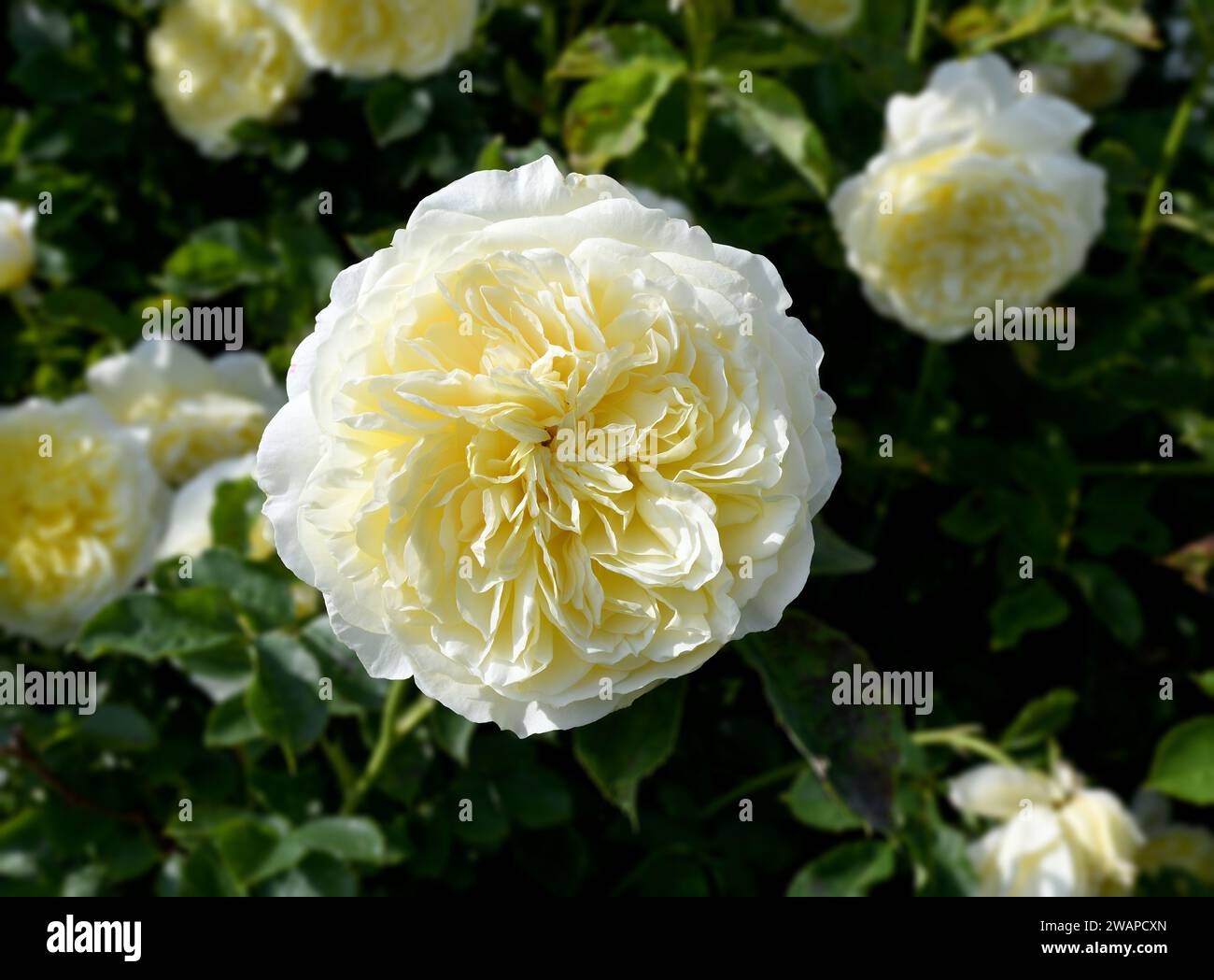 White Peony flower  White Paeonia lactiflora ---Honey Gold--,Rhineland,Germany Stock Photo