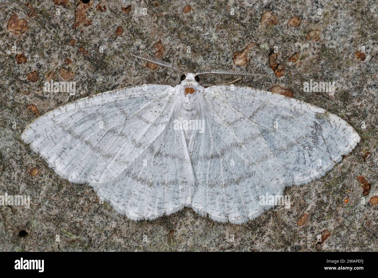 Common white wave cabera pusaria hi-res stock photography and images ...