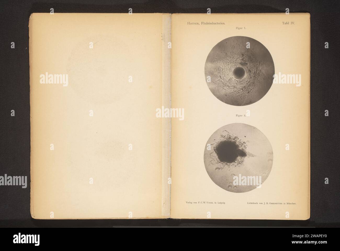 Two microscope recordings of spoilage bacteria, Gustav Hauser, c. 1875 ...