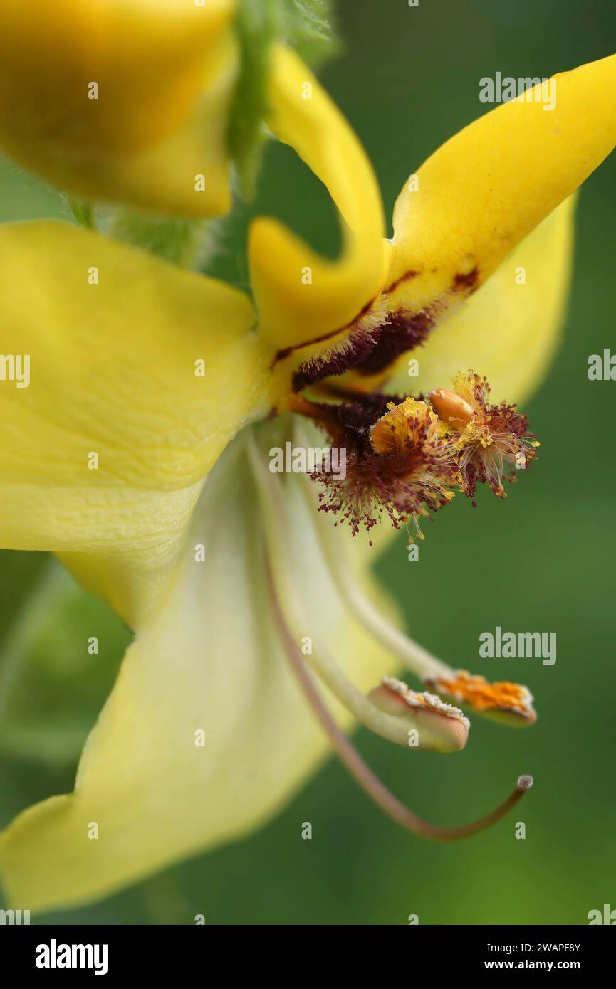 Natural detailed closeup on the yellow flower of the black or dark mullein, Verbascum nigrum Stock Photo