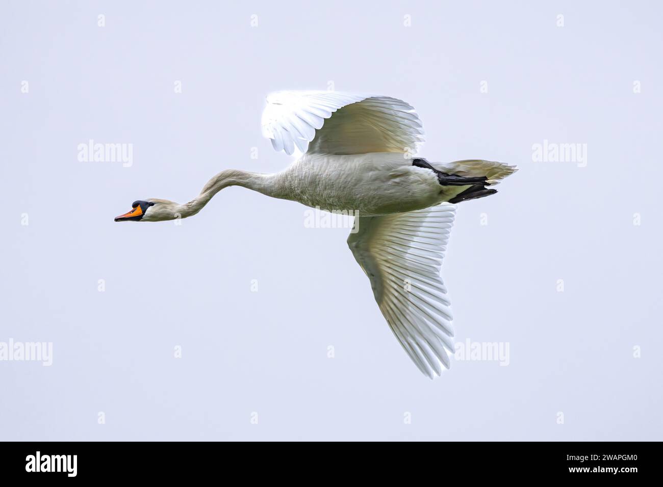 Close Up of a mute swan, Cygnus olor, flying overhead with eye contact and typical arched swan neck against neutral light background Stock Photo