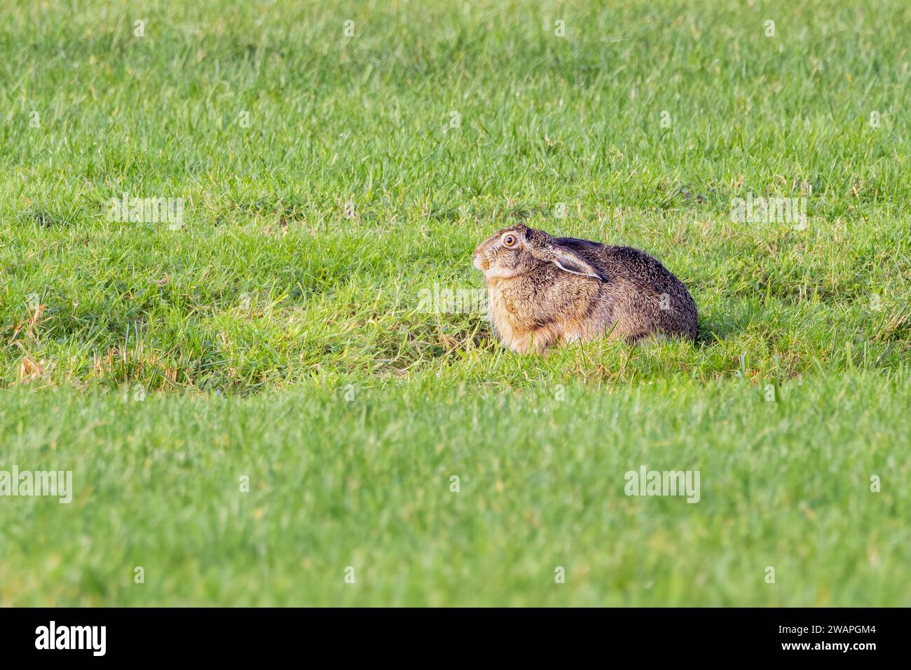 Close up of a hare or European hare, Lepus europaeus, foraging in natural habitat with bright eyes and attentive attitude Stock Photo