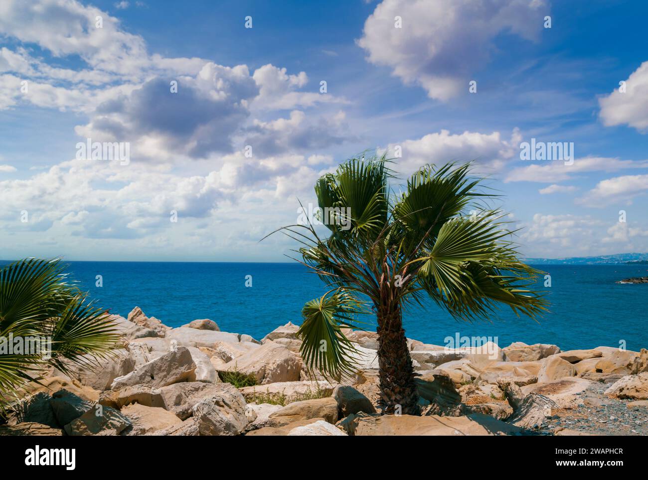 Rocky shore palm tree hi-res stock photography and images - Alamy
