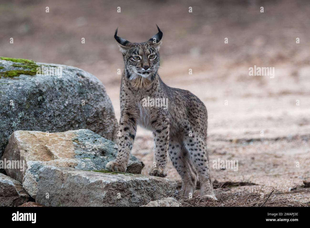 Iberian lynx, Lynx pardinus, on top of some rocks, Andújar, Jaén, Andalusia, Spain Stock Photo