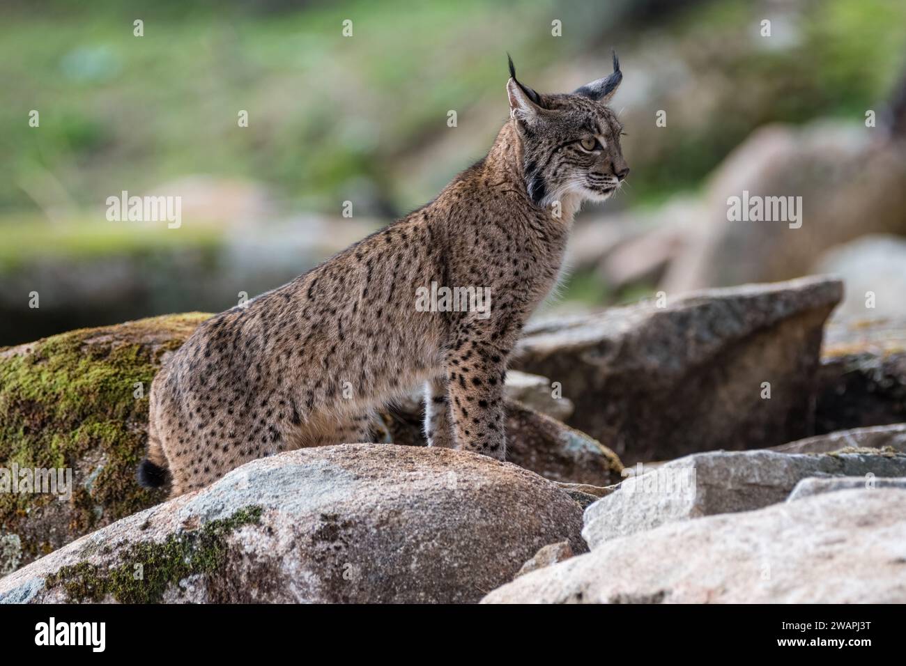 Iberian lynx, Lynx pardinus, on top of some rocks, Andújar, Jaén, Andalusia, Spain Stock Photo