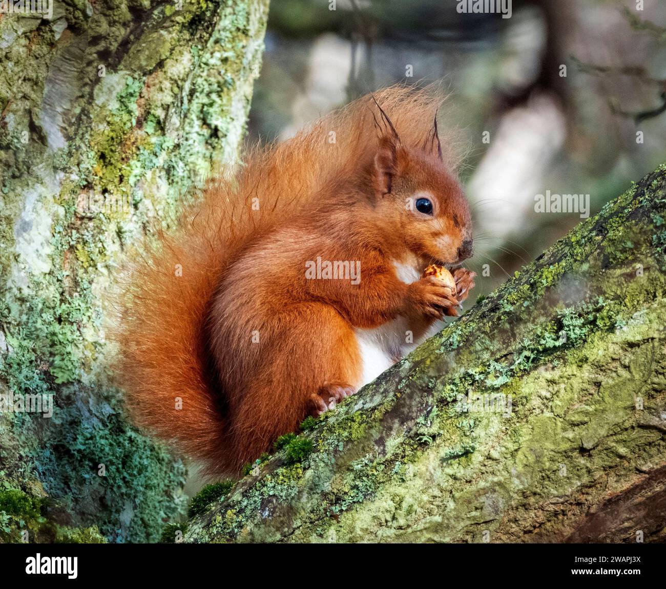 Eurasian Red Squirrel (Sciurus vulgaris), perched in a tree eating a
