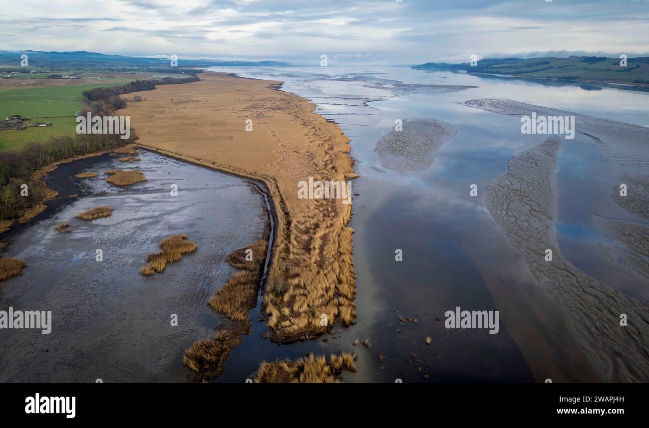 Aerial view of the reedbeds on the northern shore of the River Tay, Port Allen, Errol, Perthshire, Scotland. Stock Photo