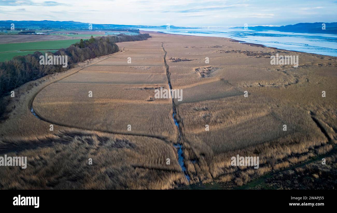 Aerial view of the reedbeds on the northern shore of the River Tay, Errol, Perthshire, Scotland. Stock Photo