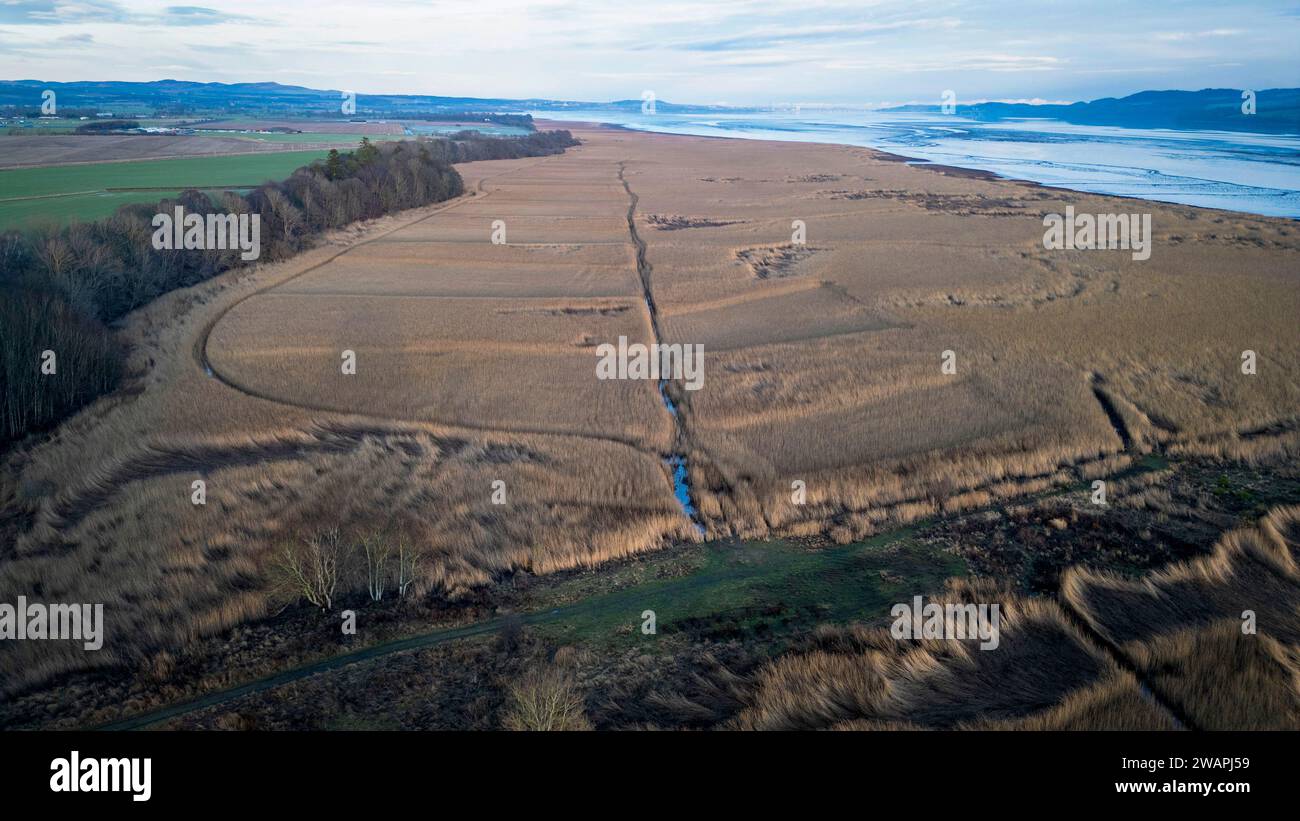 Aerial view of the reedbeds on the northern shore of the River Tay, Errol, Perthshire, Scotland. Stock Photo