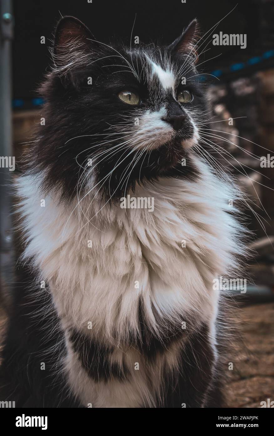 A vertical shot of a beautiful black and white domestic cat sitting in an upright position Stock Photo