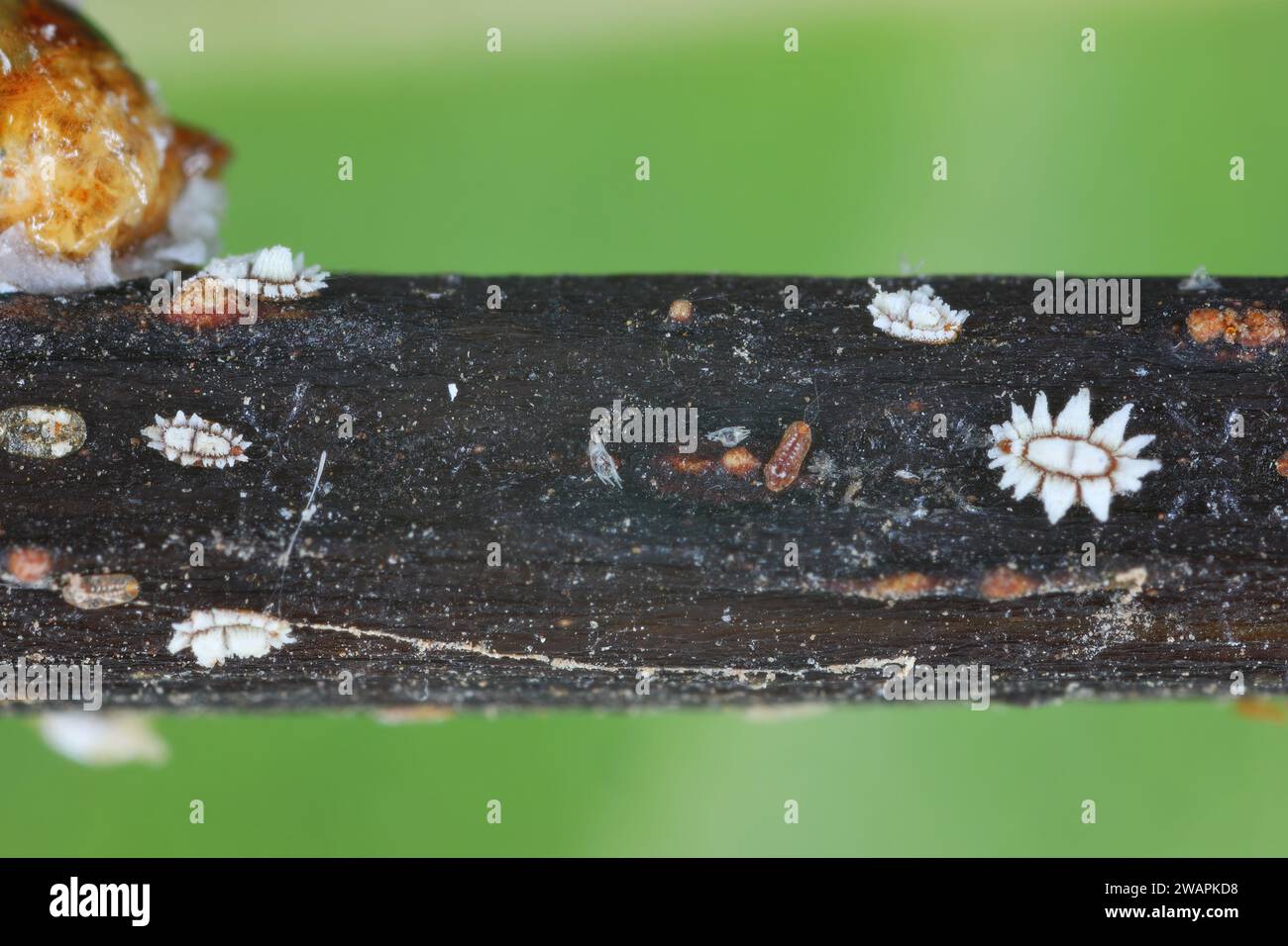 Fig wax scale (scientific name: Ceroplastes rusci, Coccidae). Insect reported as a significant pest of citrus and many other crops and ornamental Stock Photo