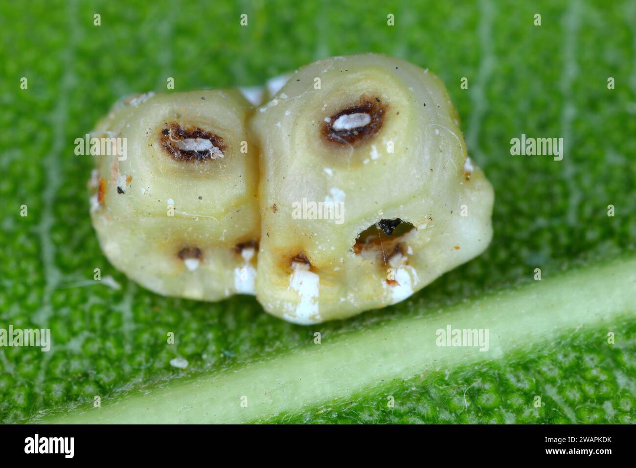 Fig wax scale (scientific name: Ceroplastes rusci, Coccidae). Insect reported as a significant pest of citrus and many other crops and ornamental Stock Photo
