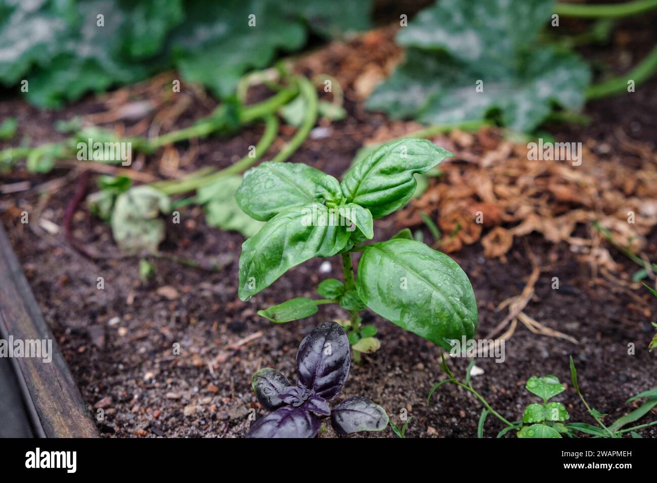 fresh green baby basil planted in the garden next to a smaller purple basil plant Stock Photo