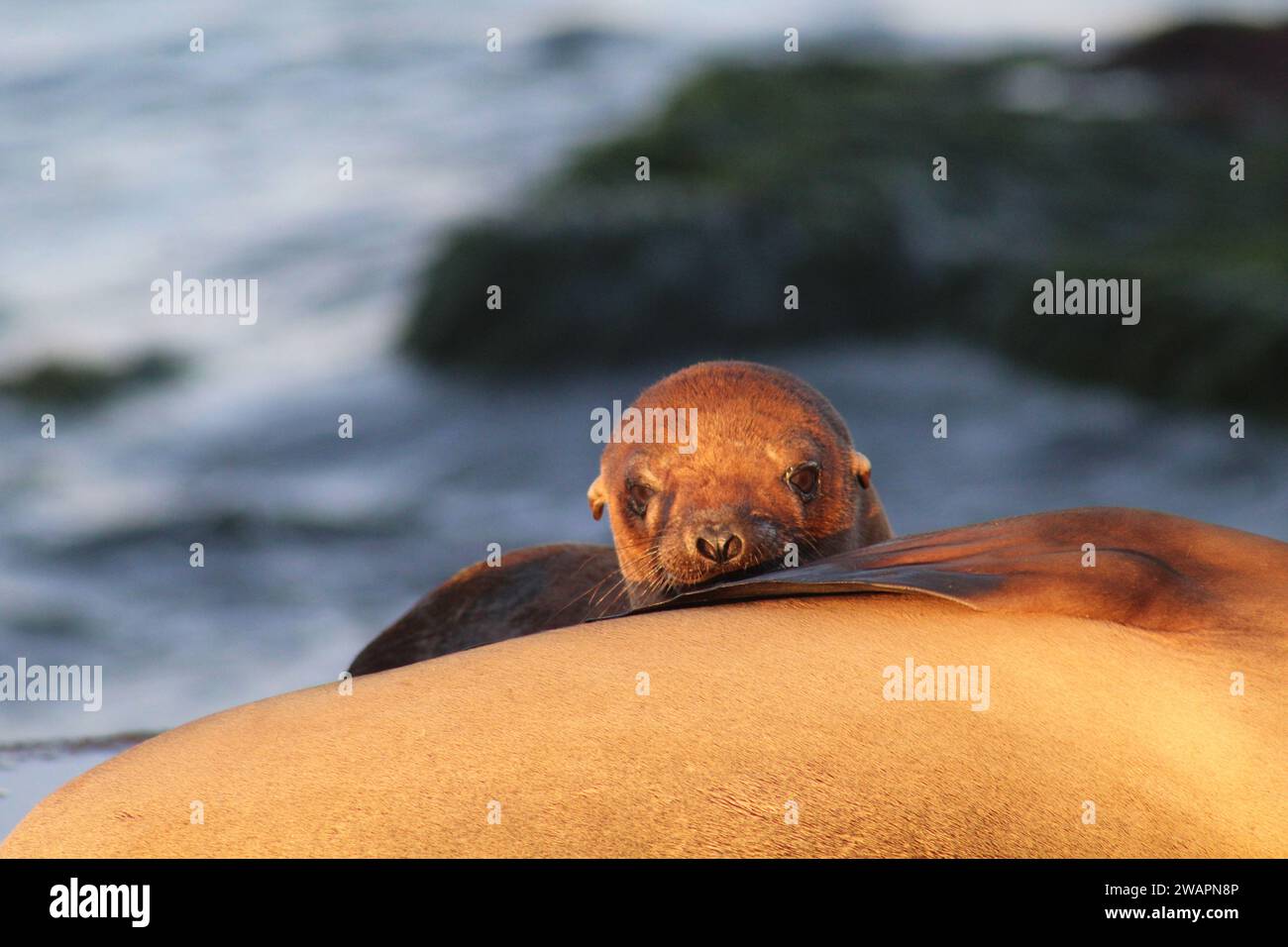 An adorable seal pup resting comfortably on another seal in a peaceful setting Stock Photo