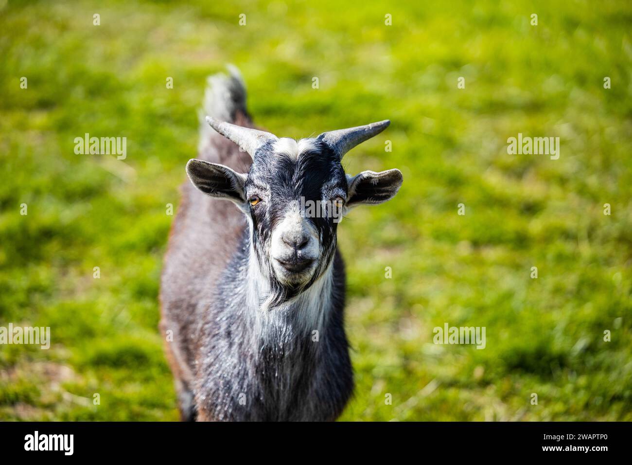 New Zealand Goat Hi res Stock Photography And Images Alamy new-zealand-goat-hi-res-stock-photography-and-images-alamy