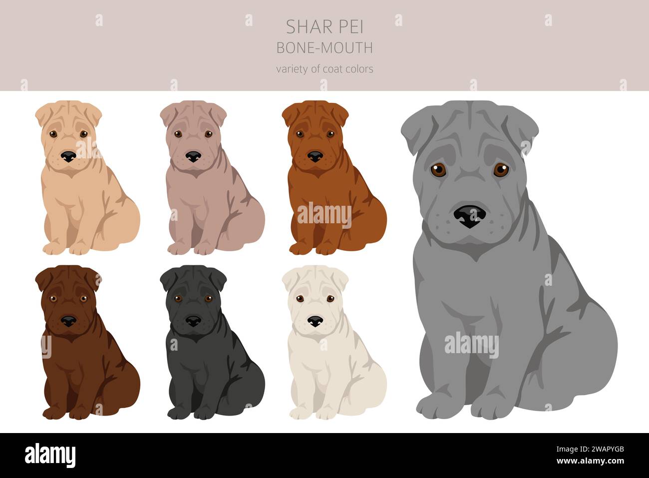 Shar Pei bone mouth puppies clipart. Different poses, coat colors set ...