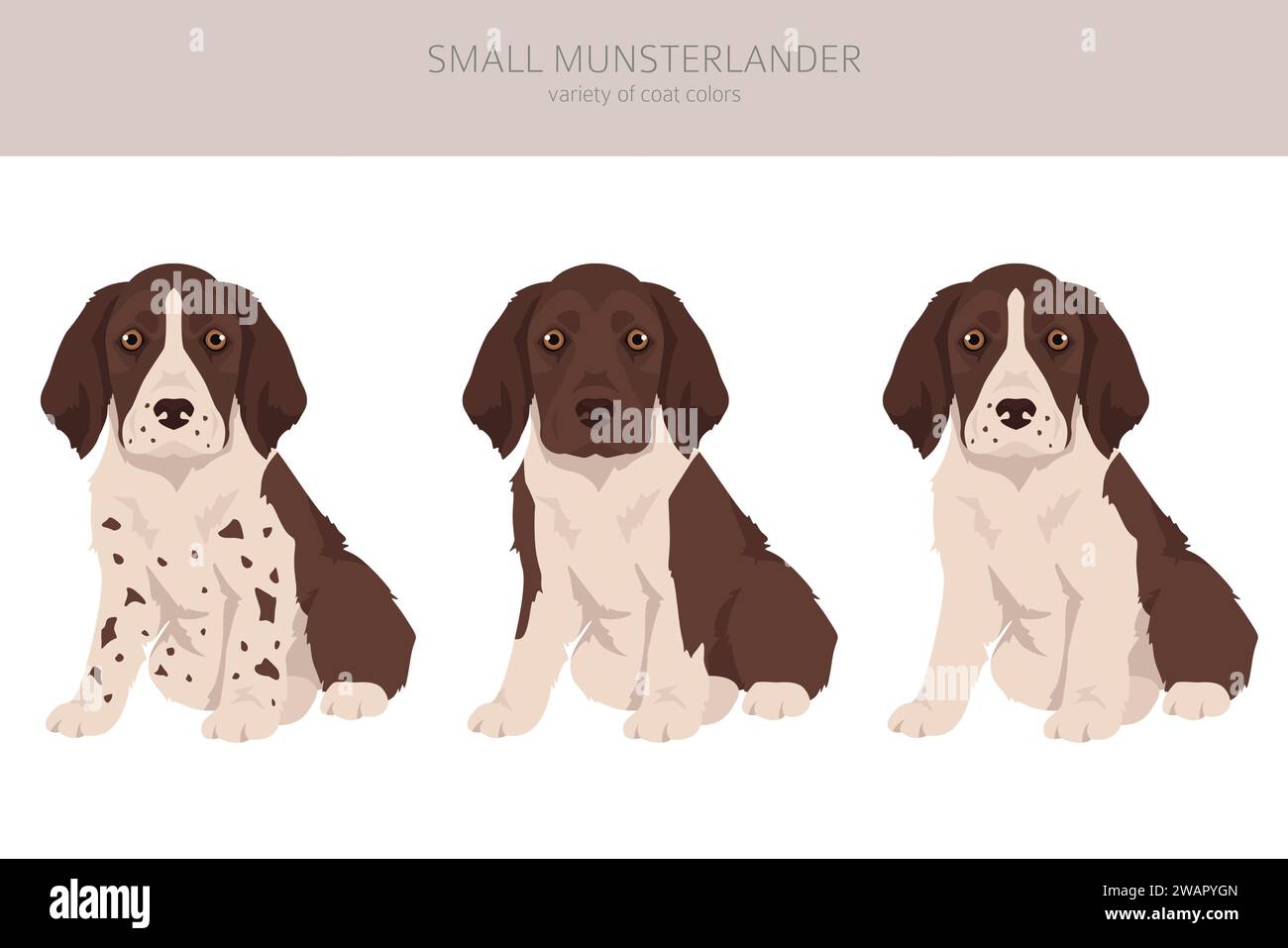 Small Munsterlander puppies coat colors, different poses clipart.  Vector illustration Stock Vector