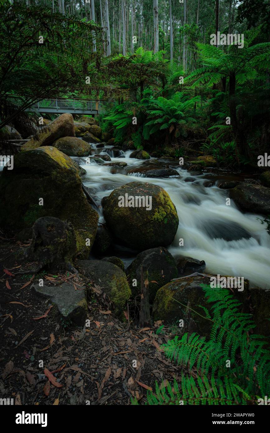 A vertical of a river flowing through a green forest in Australia Stock ...