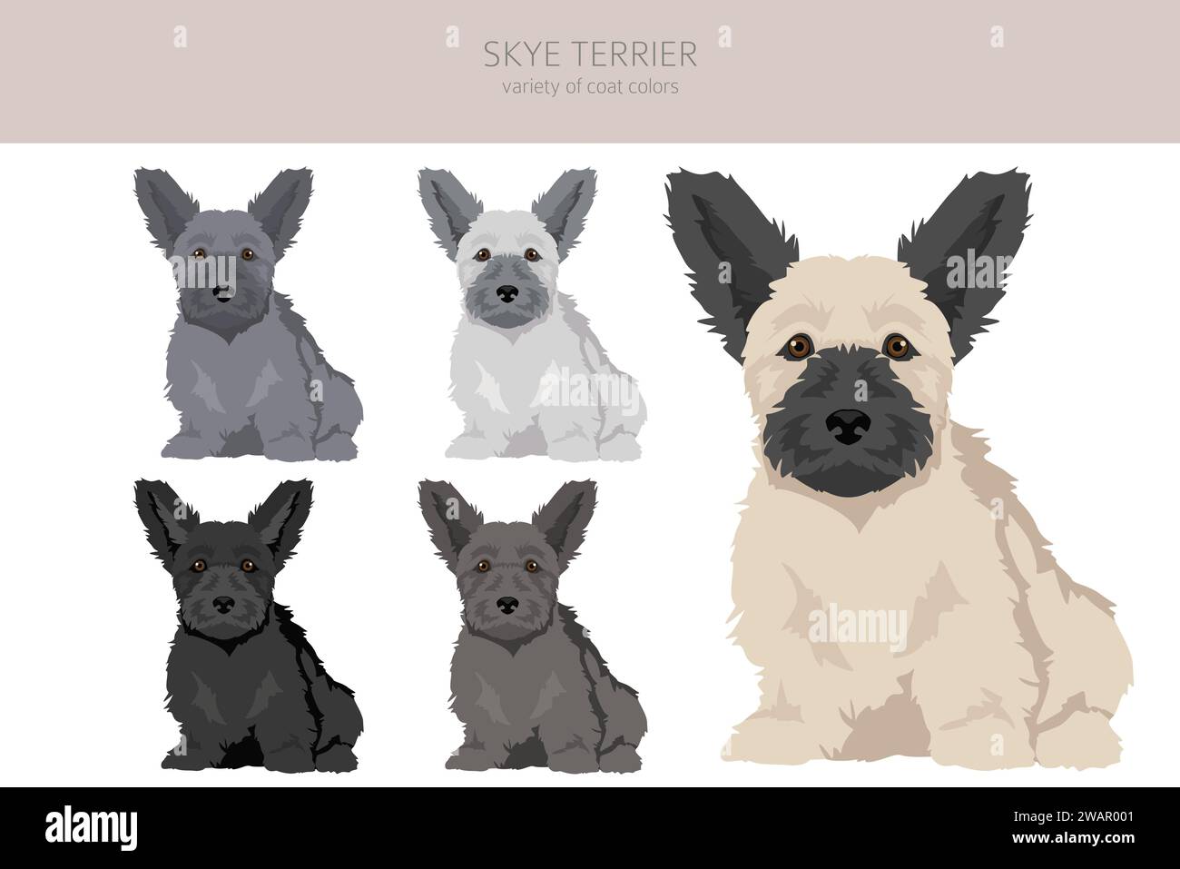 Skye terrier puppies coat colors, different poses clipart.  Vector illustration Stock Vector