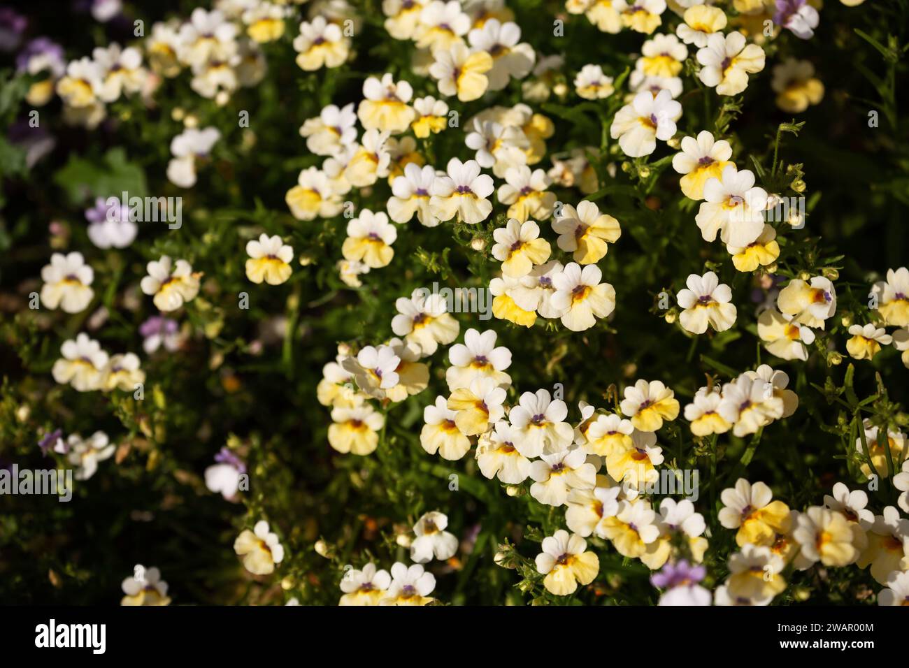 Ornamental plant Nemesia with yellow flowers on a flower bed in the garden Stock Photo