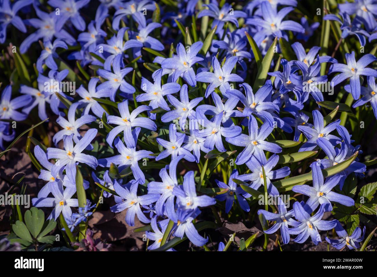 Early spring flowers of Scilla luciliae or Chionodoxa. Floral natural background. Stock Photo