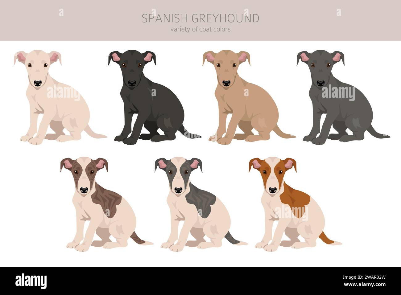Spanish Greyhound puppies clipart. All coat colors set. All dog breeds ...
