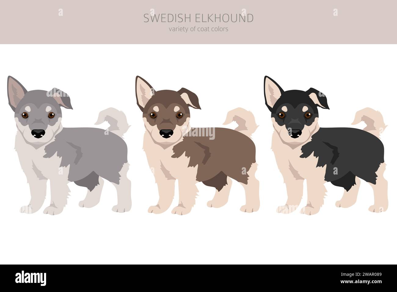 Swedish Elkhound puppies clipart. All coat colors set.  All dog breeds characteristics infographic. Vector illustration Stock Vector