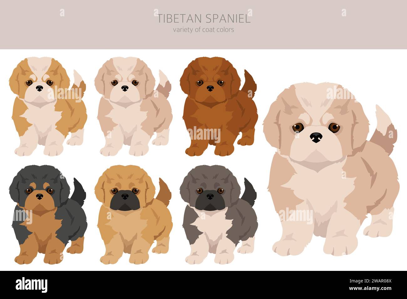 Tibetan spaniel puppies clipart. Different poses, coat colors set