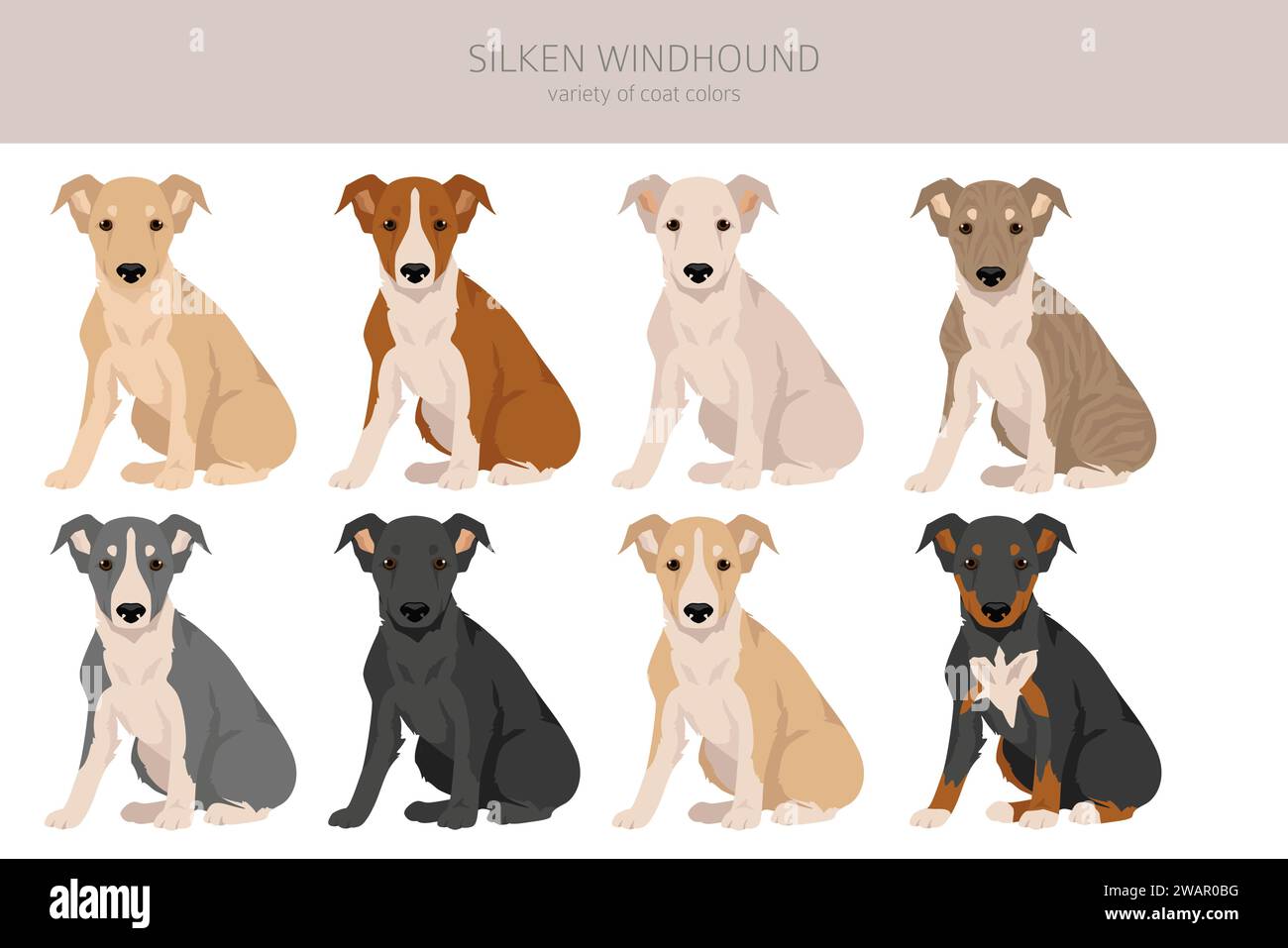 Silken Windhound puppies clipart. All coat colors set. All dog breeds
