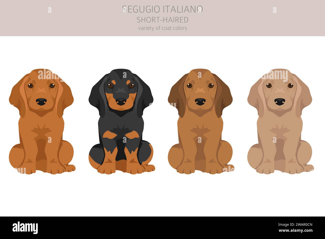 Segugio Italiano short haired puppies clipart. Different poses, coat colors set.  Vector illustration Stock Vector