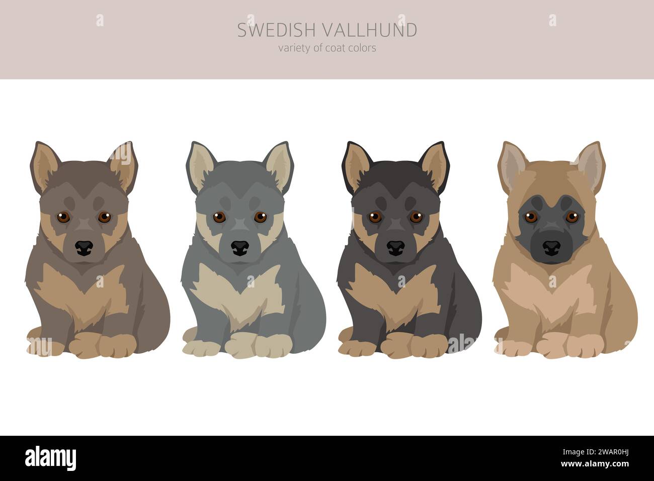 Swedish Vallhund puppies coat colors, different poses clipart. Vector