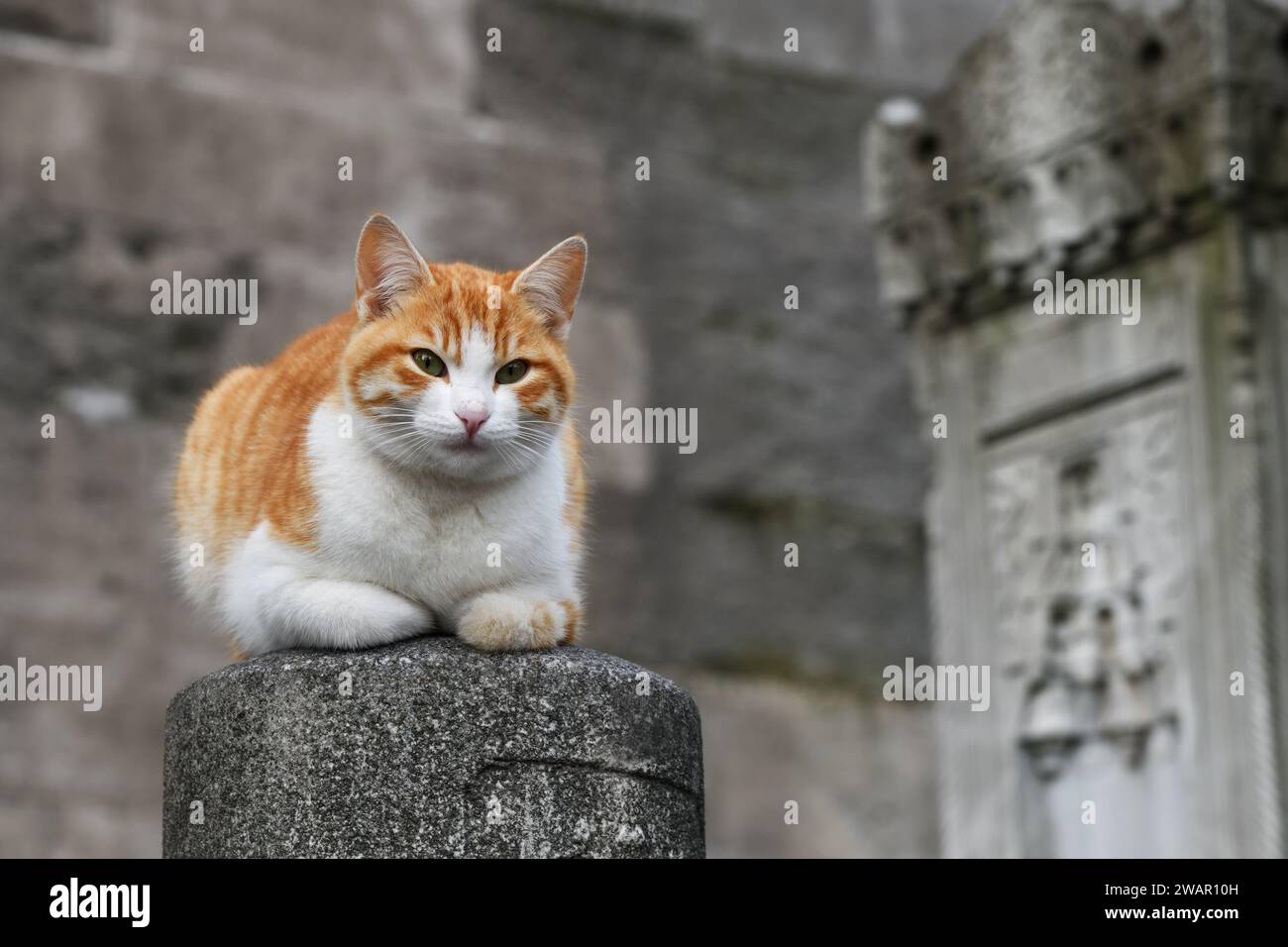 Turkish stray cat on ancient column near Topkapi palace in Istanbul ...