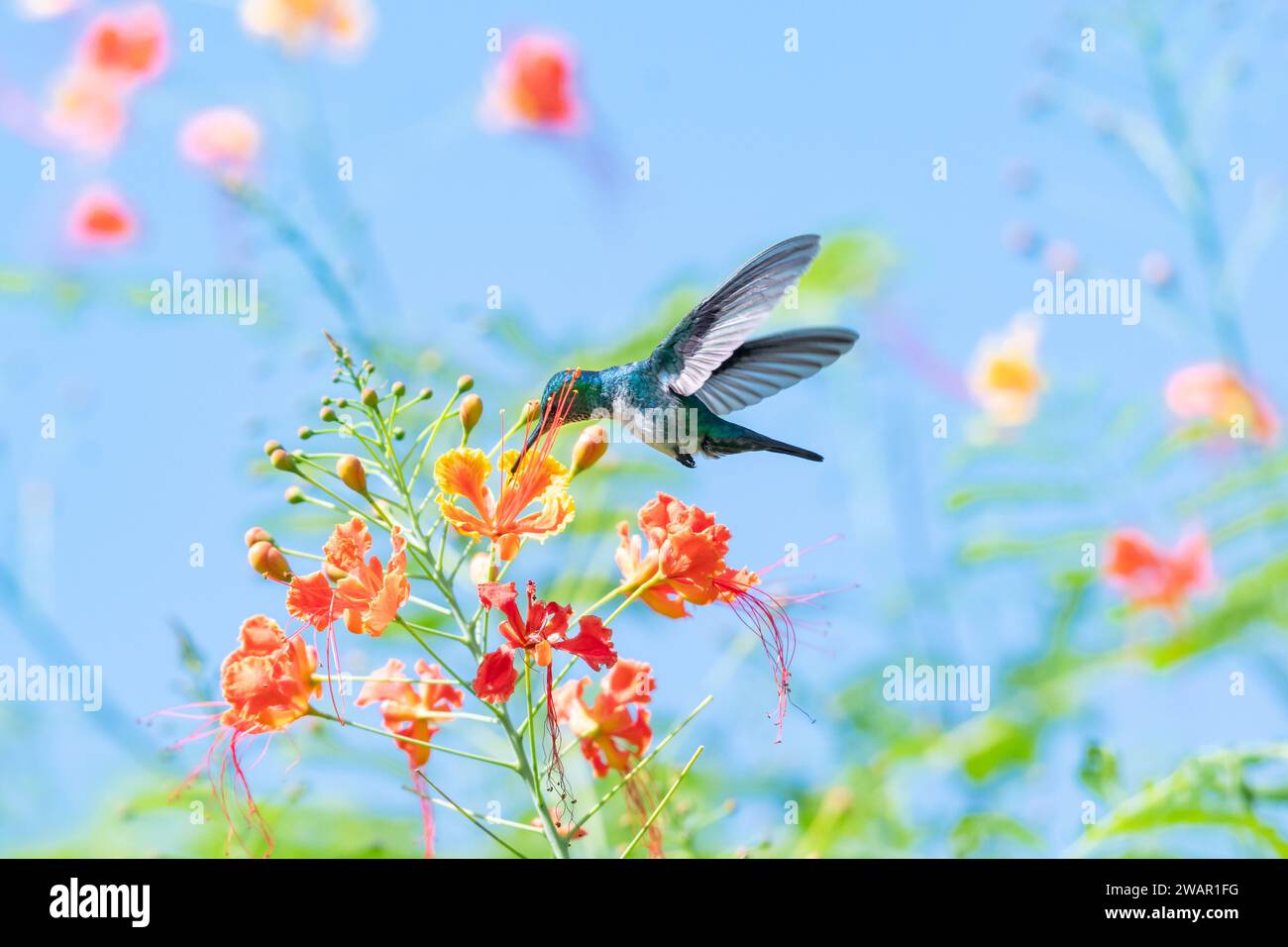Blue-chinned Sapphire hummingbird, chlorestes notata, pollinating tropical Pride of Barbados flowers in the sunlight with blue sky Stock Photo