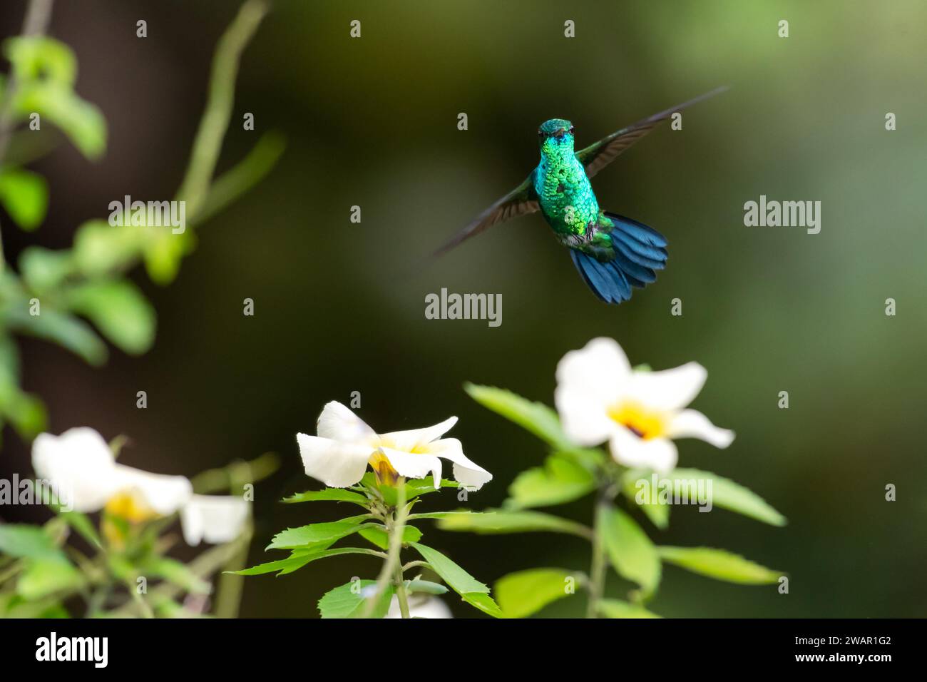 Glittering Blue-chinned Sapphire hummingbird, Chlorestes notata, flying with wings spread and white flowers in foreground Stock Photo