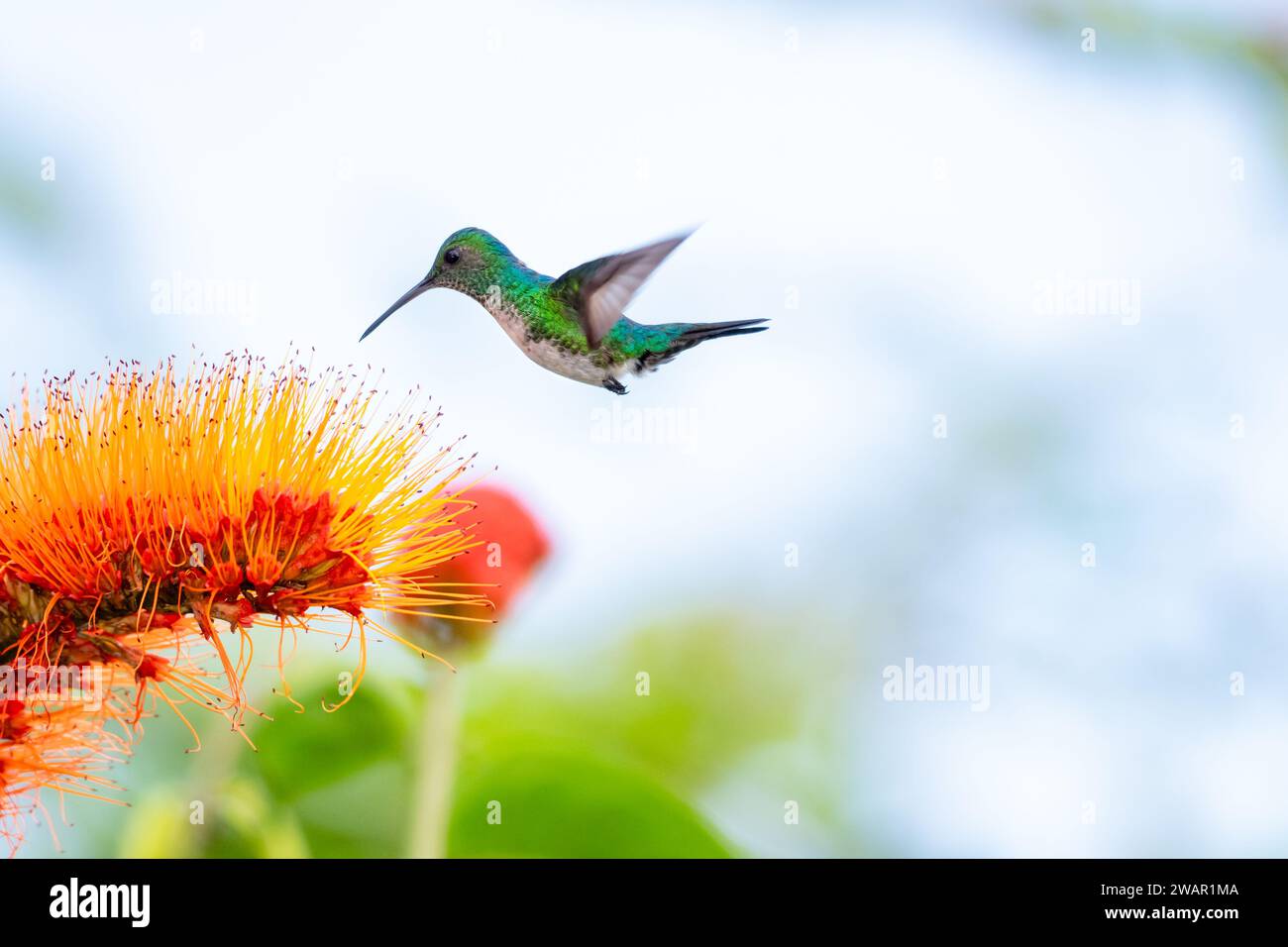 Blue-chinned Sapphire hummingbird, Chlorestes notata, in flight feeding on a tropical orange flower. Stock Photo