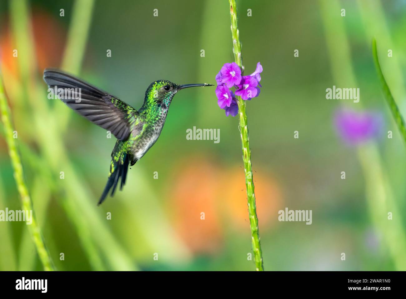 Blue-chinned Sapphire hummingbird, chlorestes notata, with tail feathers spread feeding on flowers in a garden Stock Photo