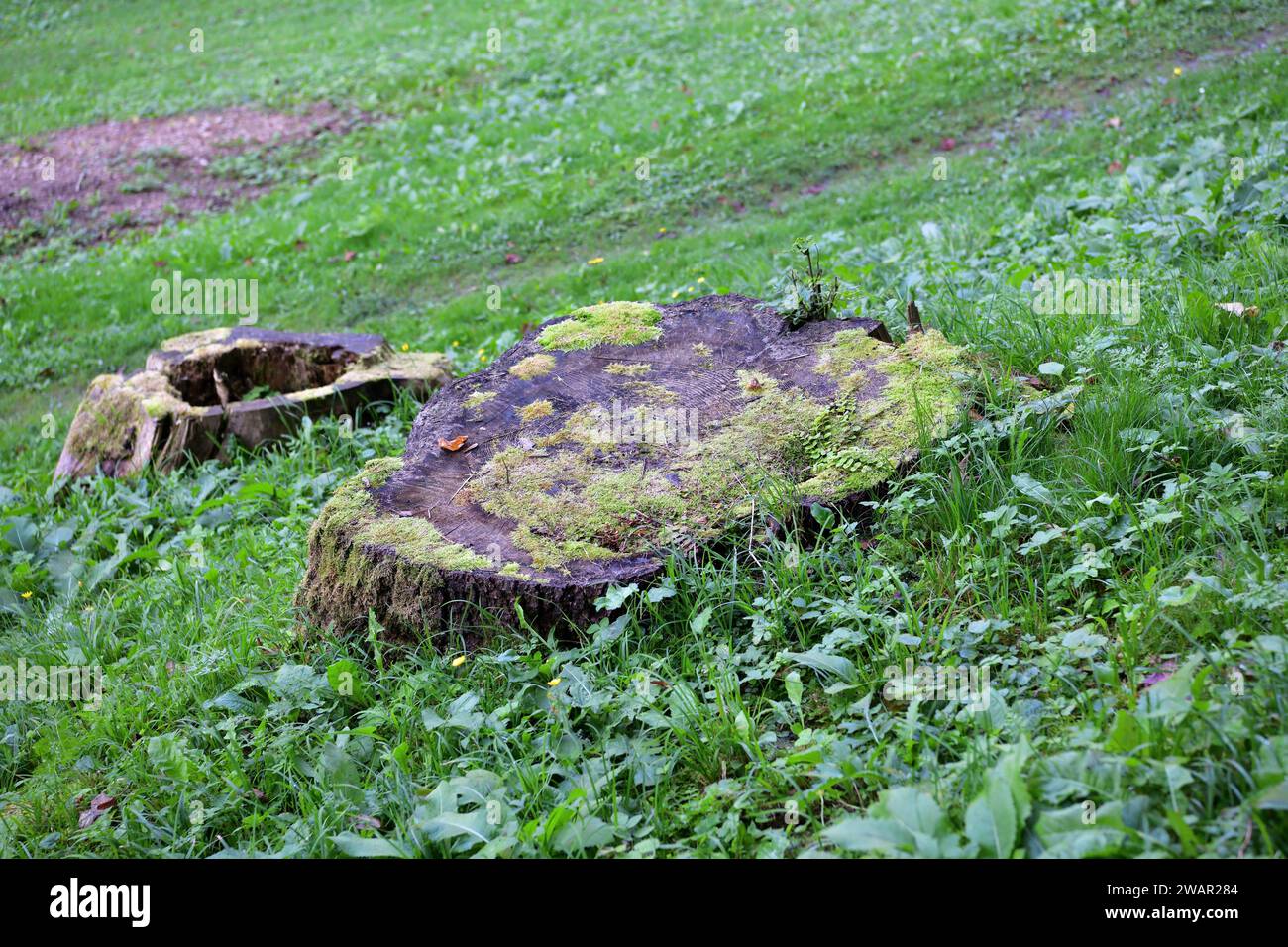 Tree Stump Rottner Old rotten tree stumps from trees that were cut down on a green meadow ...