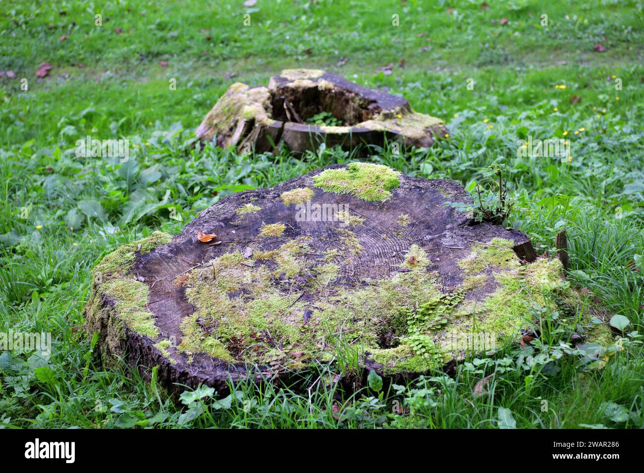 Bamboo Small Stump Rotten Rotten tree stumps overgrown hi-res stock photography and images - Alamy
