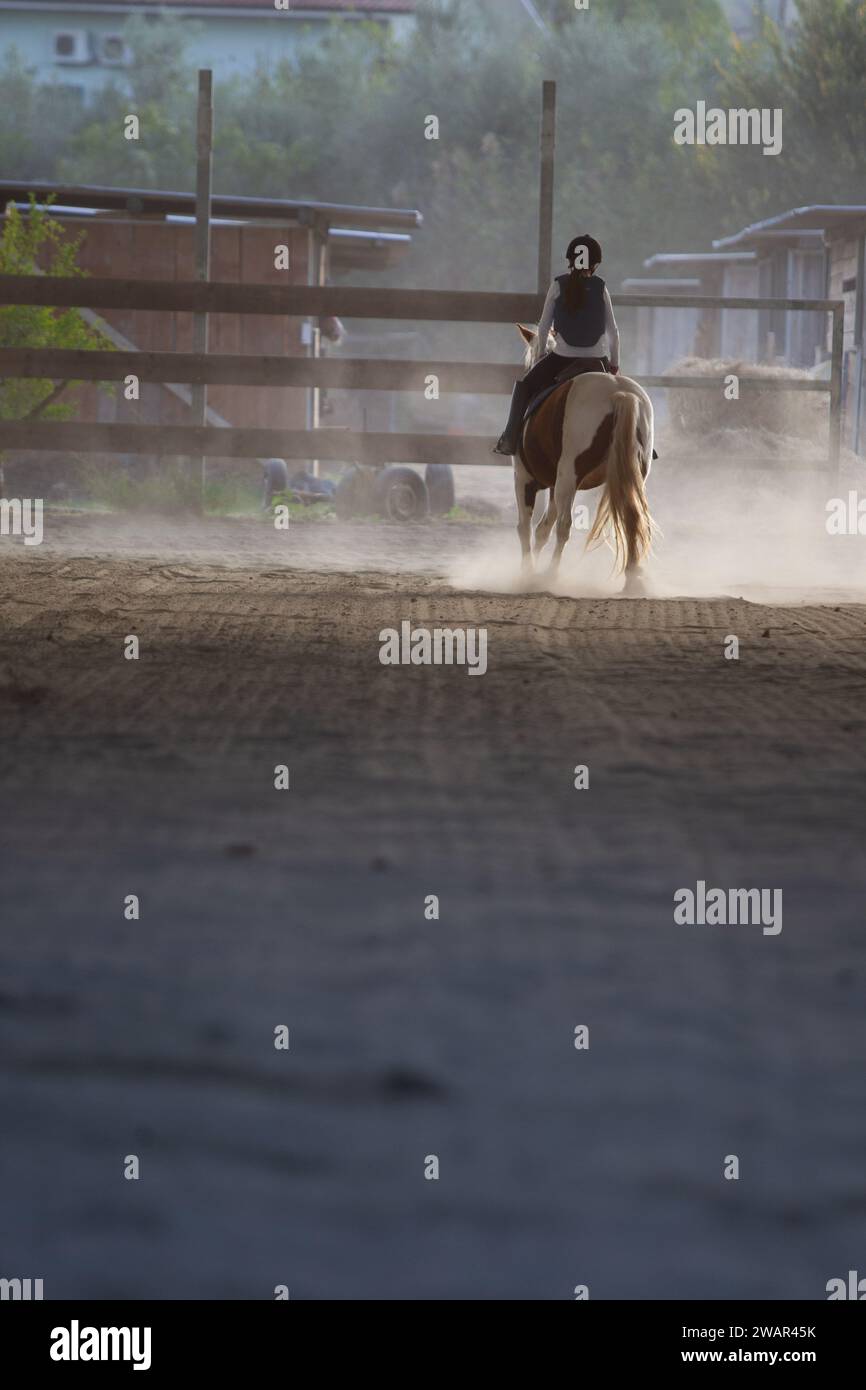 trotting horse for show jumping training Stock Photo Alamy